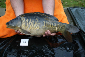 Stocked November 2011