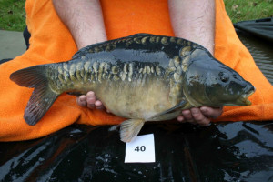 Stocked November 2011