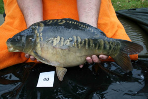 Stocked November 2011