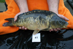 Stocked November 2011