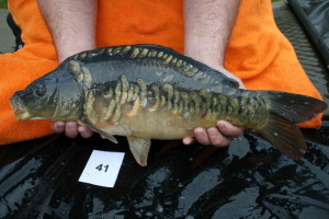 Stocked November 2011