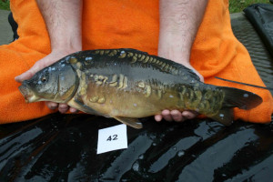 Stocked November 2011