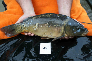 Stocked November 2011