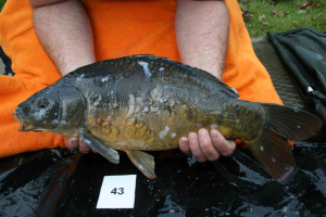 Stocked November 2011