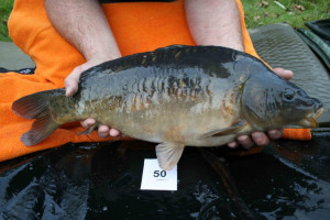 Stocked November 2011