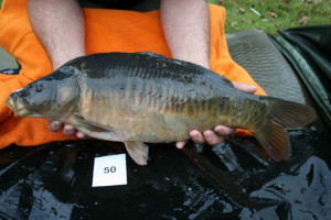 Stocked November 2011