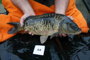 Stocked November 2011