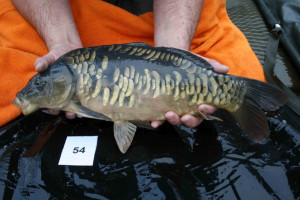 Stocked November 2011