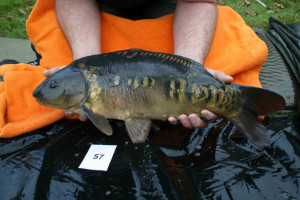 Stocked November 2011