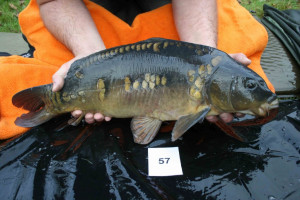 Stocked November 2011