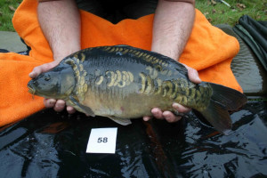 Stocked November 2011