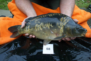 Stocked November 2011