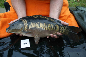 Stocked November 2011