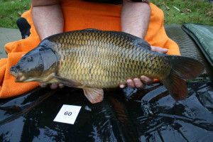 Stocked November 2011