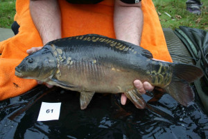 Stocked November 2011