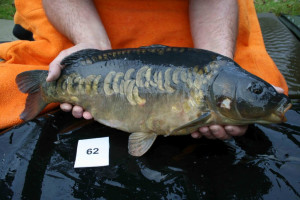 Stocked November 2011