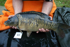 Stocked November 2011