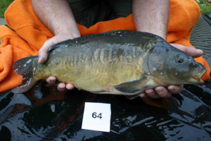 Stocked November 2011