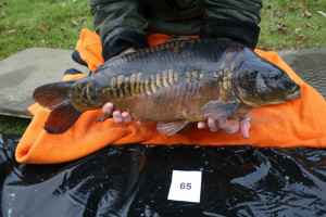 Stocked November 2011