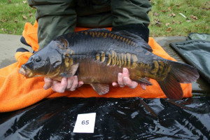 Stocked November 2011