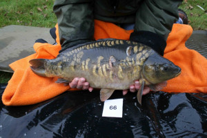 Stocked November 2011