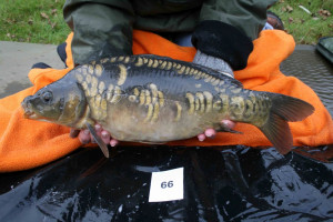 Stocked November 2011