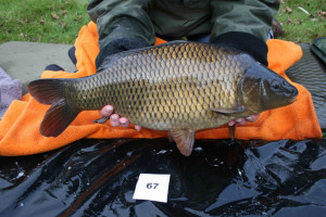 Stocked November 2011