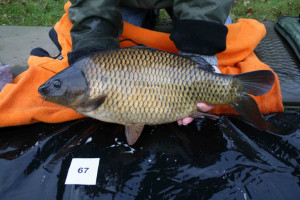 Stocked November 2011