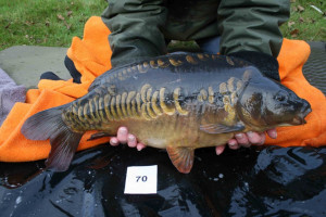 Stocked November 2011