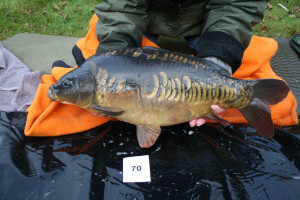 Stocked November 2011