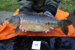 Stocked November 2011