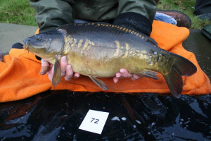 Stocked November 2011