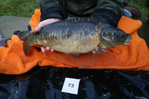 Stocked November 2011