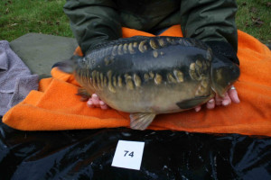 Stocked November 2011