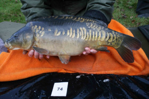 Stocked November 2011