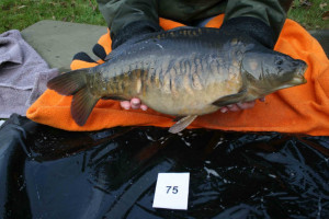 Stocked November 2011