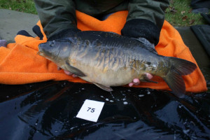 Stocked November 2011