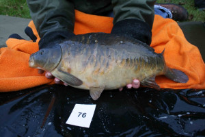 Stocked November 2011