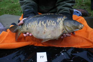 Stocked November 2011