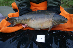 Stocked November 2011