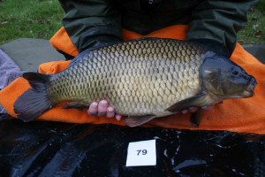 Stocked November 2011