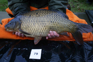 Stocked November 2011