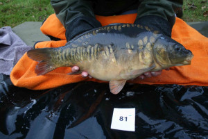 Stocked November 2011