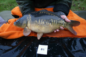 Stocked November 2011