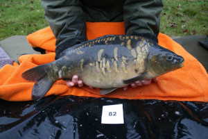 Stocked November 2011