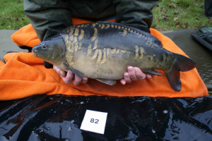 Stocked November 2011