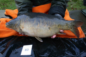 Stocked November 2011