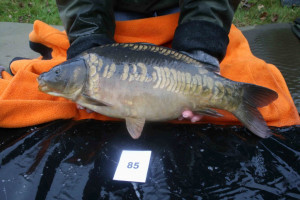 Stocked November 2011