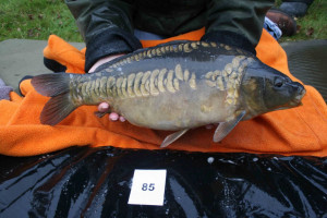 Stocked November 2011