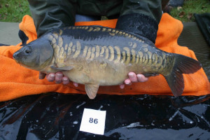 Stocked November 2011